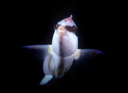 A curious comb wrasse, off Shark Point in Sydney. These f... by Akos Lumnitzer 